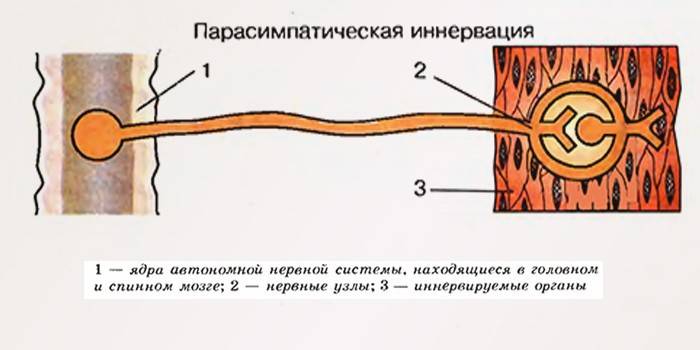 Локација центара парасимпатичког нервног система