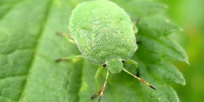 Bicho verde