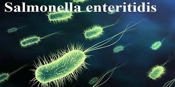 Sallmonella enteritidis sob o microscópio