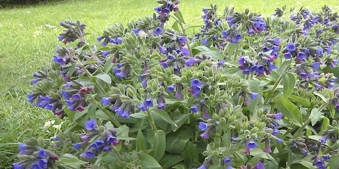 Lungwort