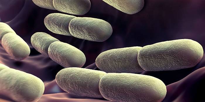 La formación de bacterias yodofílicas.