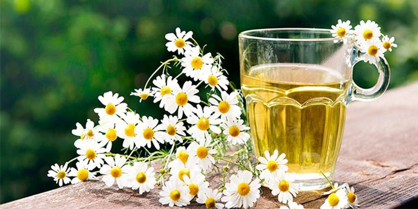 Infusión de flores de manzanilla.