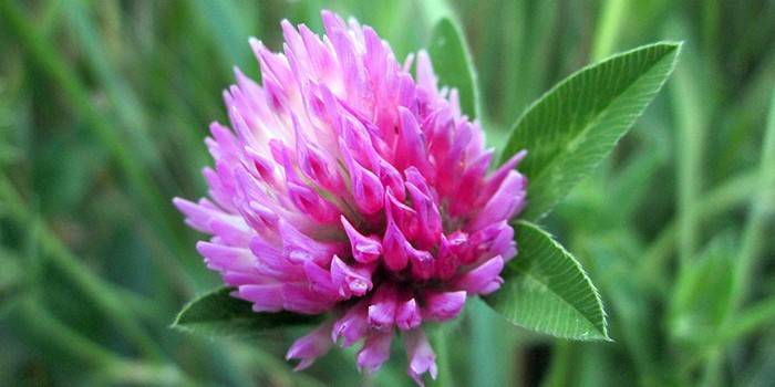 Flor de trevo