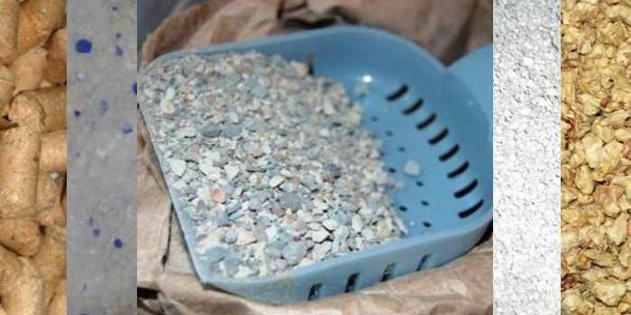 Diferentes tipos de maca de gato