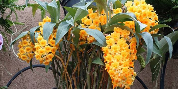 Densiflorum