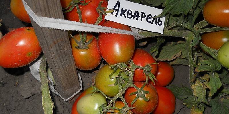 Paradajky Akvarel