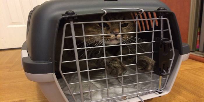 Transportar gato