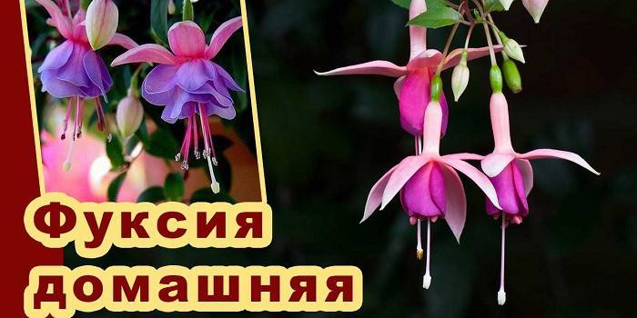 Fuchsie kvety