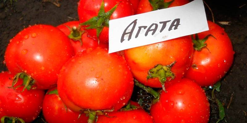 Agatha