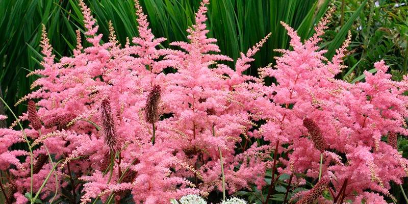Kvetinový záhon s kvitnúcim Astilbe