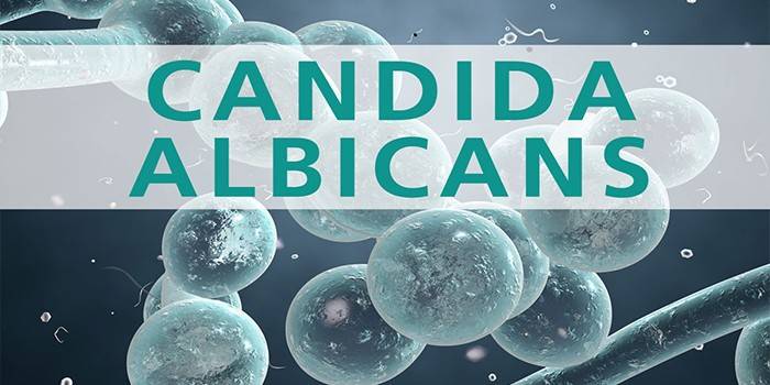 Bactérias fúngicas Candida albicans