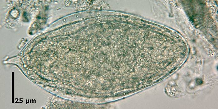 Ensaios Microscópicos
