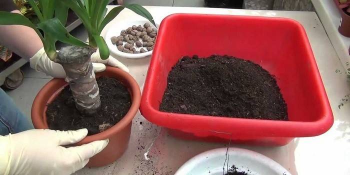 Transplantácia a zem Yucca