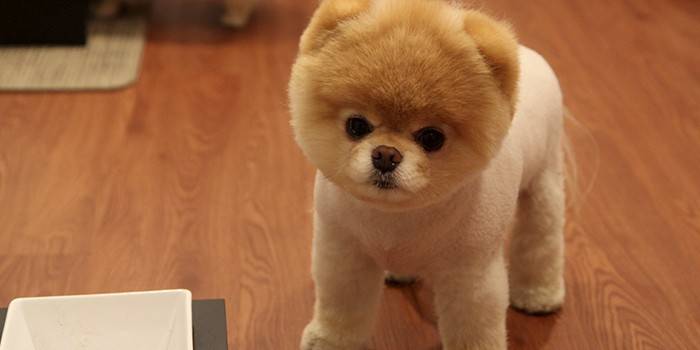 Cão de pelúcia