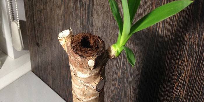 Orezávanie Yucca