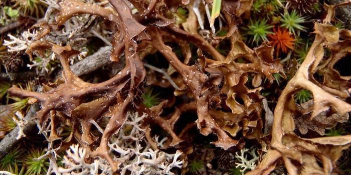 Cetraria Islandia