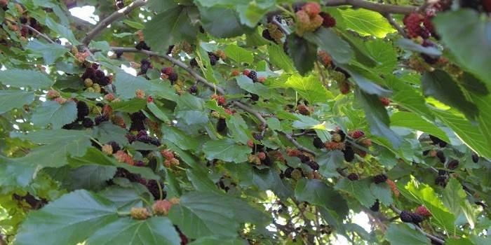 O que parece Mulberry - foto 4