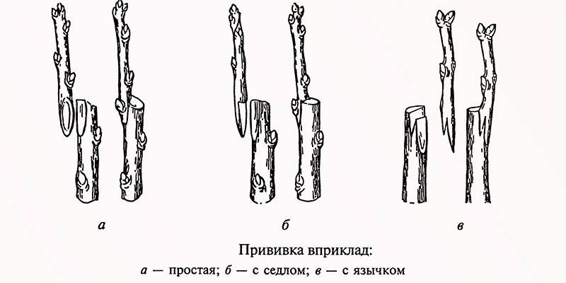 Schemat w tyłku