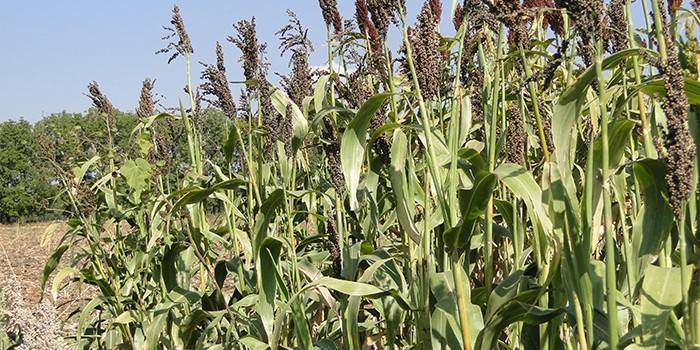 Sorgo cukrowe