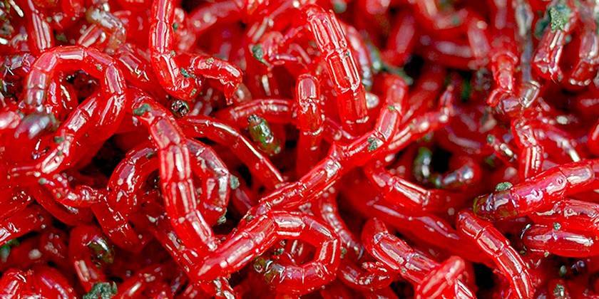Bloodworm