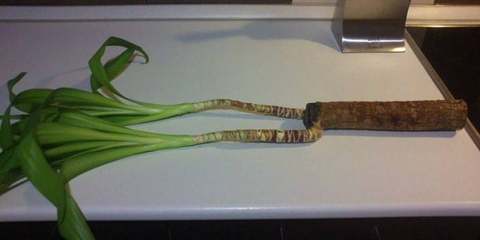 Yucca bez koreňov