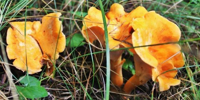 Chanterelles comuns