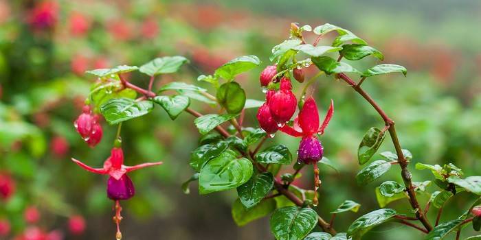 Fuchsia - fotografia 1