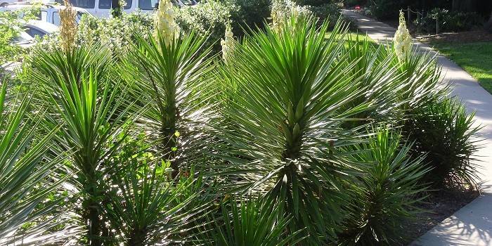 Yucca aloifolia v krajinnom dizajne