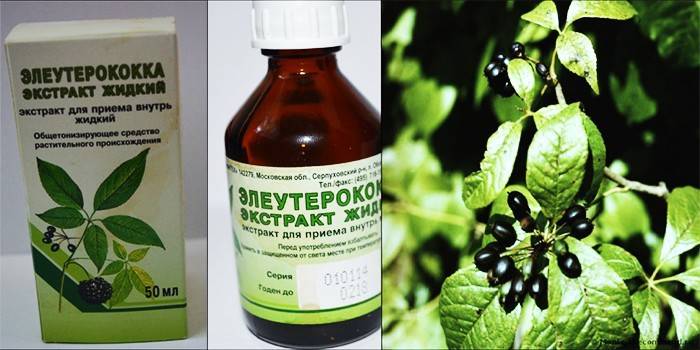 Extrato de Eleutherococcus em uma garrafa e planta de Eleutherococcus