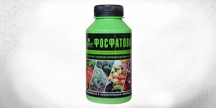 Fosfatovitý biofertilizer v banke