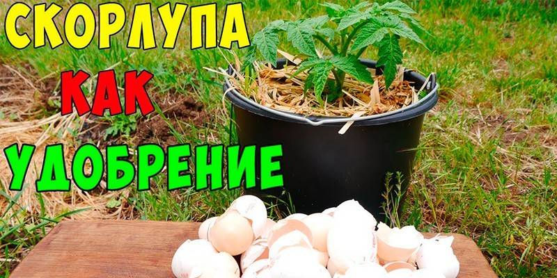 Shell ako hnojivo pre záhradu