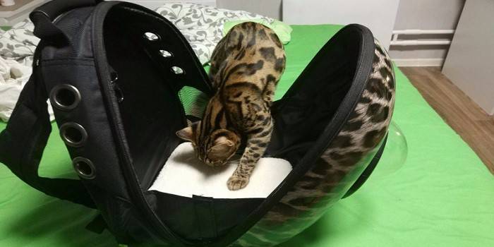 Mochila transportadora de gato