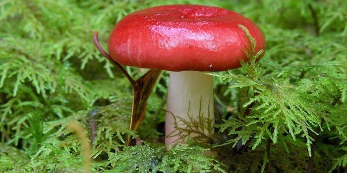 Russula