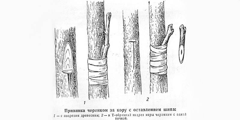 Harmonogram szczepień szczekających
