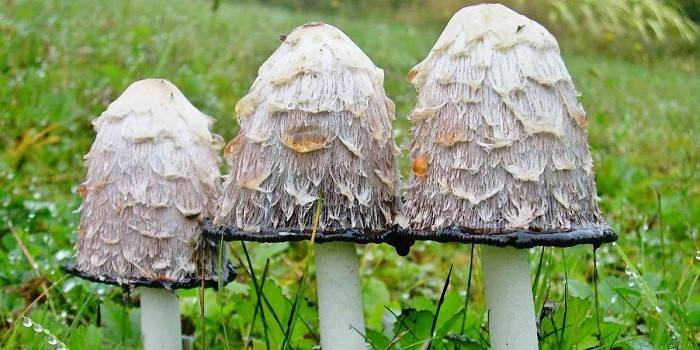 Hongos