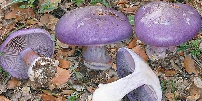 Azul de teia de aranha