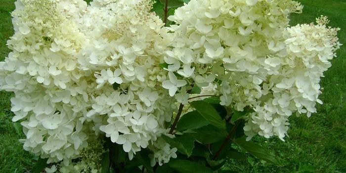Kwiatostany Grandiflora