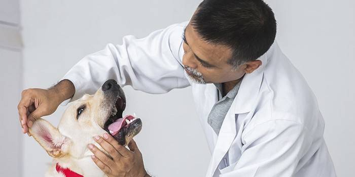 Na recepcii u veterinárneho lekára