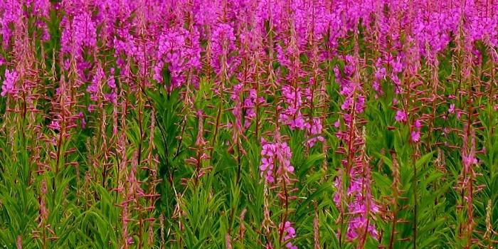 Kvitnúce Fireweed