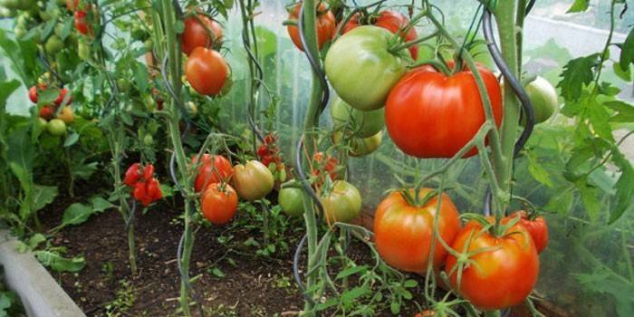 Tomato Bull srdce v skleníku