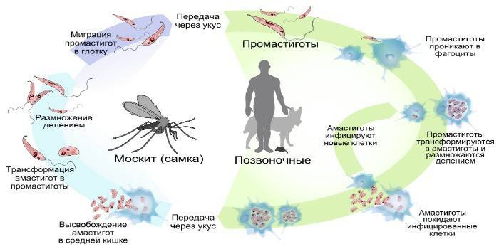 Schemat transmisji Leishmaniasis