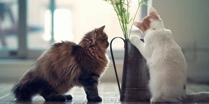 Gatos em casa