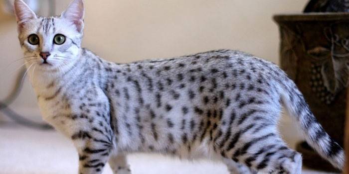 Gato adulto
