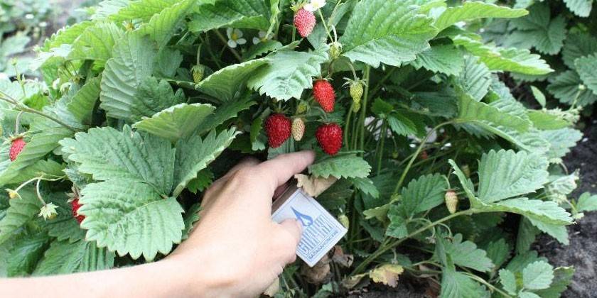 Strawberry Alexandria