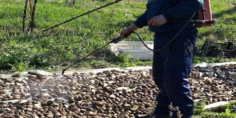 Przetwarzanie ziemniaków przed sadzeniem