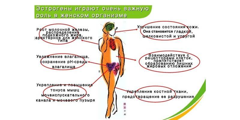 Rola estrogenu dla kobiet w schemacie