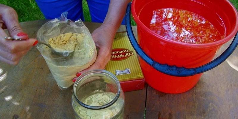 Mostaza contra pulgones en grosella