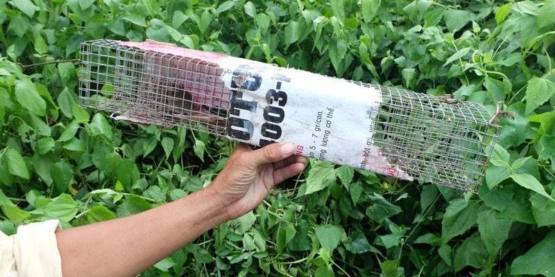 Snake Cage Trap