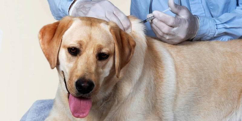 Veterinárny lekár podáva injekciu psovi