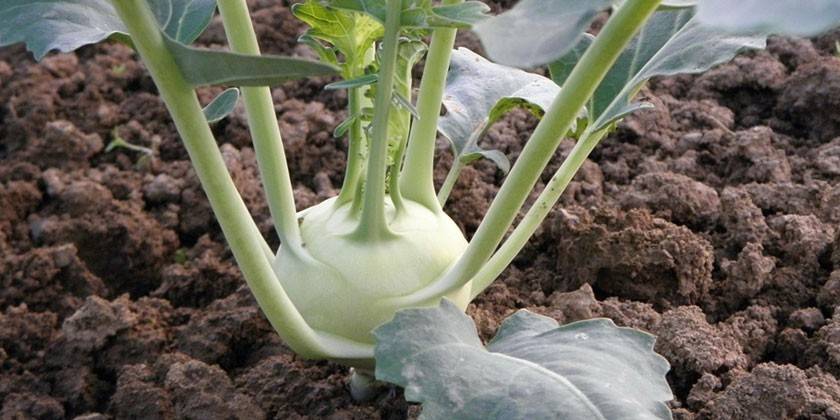 Kohlrabi Moravia